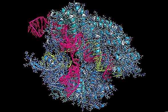 Der CRISPR-Kill-Schalter könnte die Bearbeitung menschlicher Gene sicherer machen