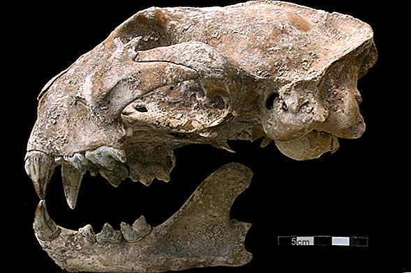 Bacaklı Kadının Mezarı Kafeslerde Eski Maya Tutulan Jaguarları Ortaya Çıkardı