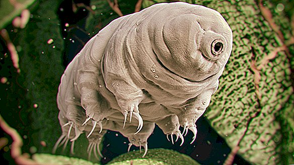 Beljakovina, ki preprečuje poškodbe, ščiti plemenite tardigrade… in človeške celice, preveč