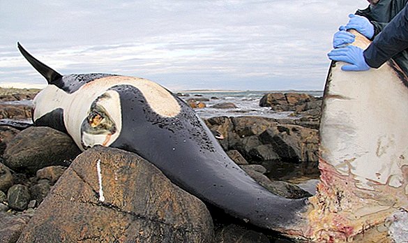 Мертвая косатка содержала самые высокие уровни токсинов, когда-либо записанных в ките