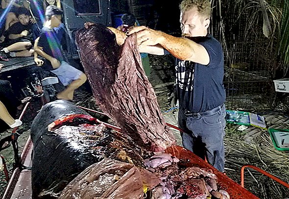 Balena moartă spală Ashore cu șocant 88 kg. din plastic în stomacul său