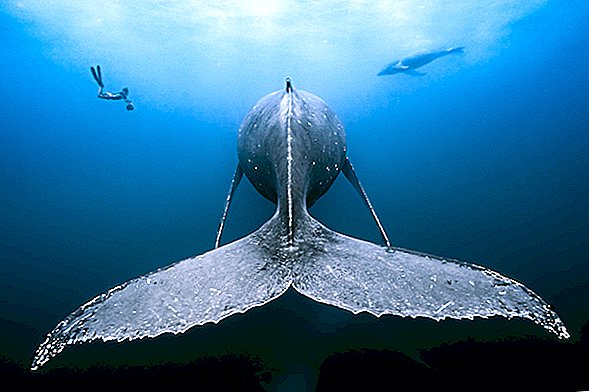 Deep Blue Sea: Fotografías submarinas ganadoras