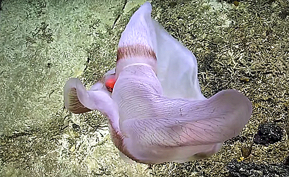 Những người thám hiểm biển sâu tìm thấy loài sứa biến hình quý hiếm với giải thưởng bên trong