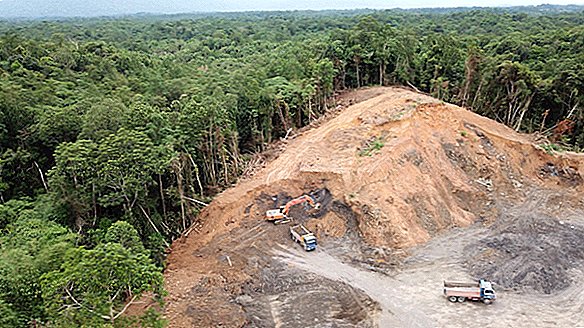 כריתת יערות: עובדות, גורמים ואפקטים