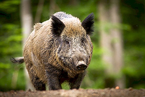 تقوم الدنمارك ببناء جدار حدودي بقيمة 12 مليون دولار للخنازير