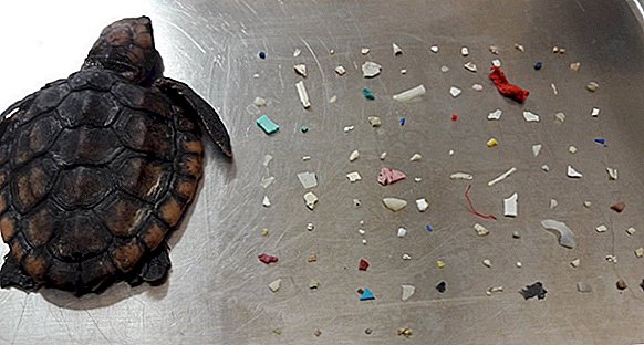 Deprimerende bilde viser død baby havskilpadde funnet med 104 stykker plast i magen