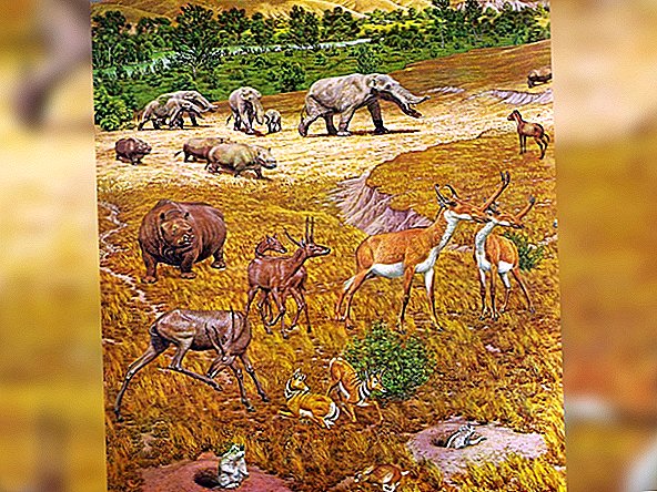 I lavoratori dell'era della depressione hanno trovato strani animali fossilizzati nel "Texas Serengeti"