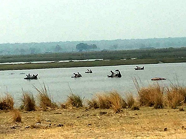 هل قتلت الجمرة الخبيثة أكثر من 100 فرس النهر في ناميبيا؟