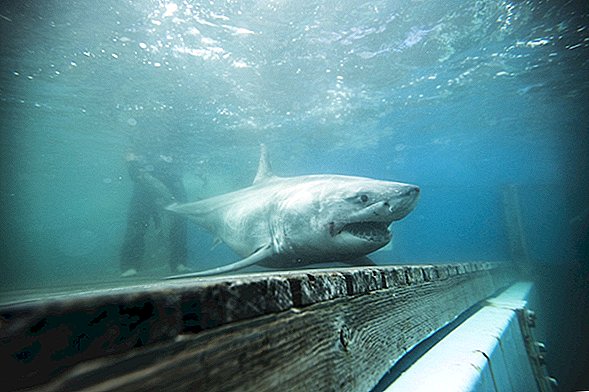 ¿Un gran tiburón blanco realmente entró en el sonido de Long Island?