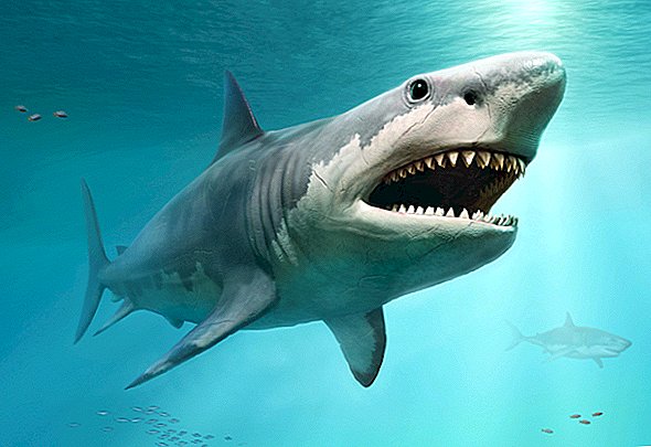 Os grandes tubarões brancos acabaram com o megalodonte gigante?