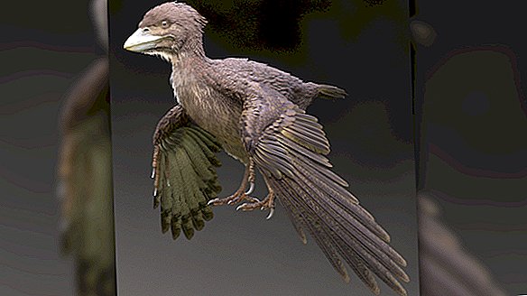 Dinosaur-éra pták uchovaný ve 3D mohl přepsat historii letu