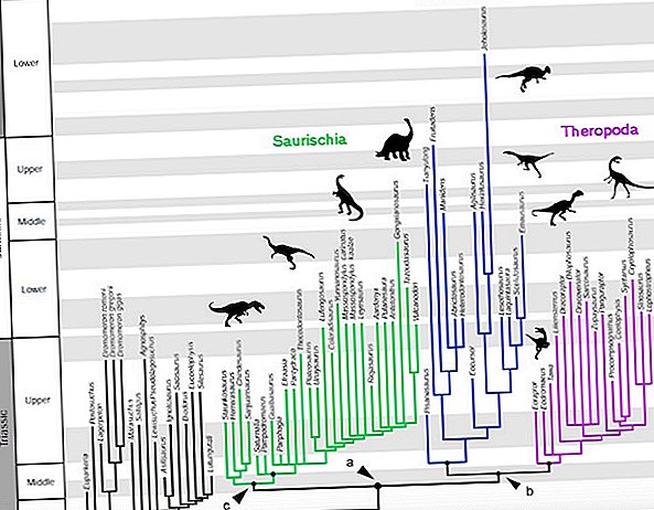 Arborele genealogic al dinozaurilor a fost neprotejat