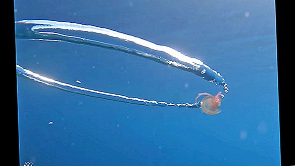 Schwindelerregendes Video zeigt den Moment, in dem eine Qualle in einem Blasenwirbel gefangen wird