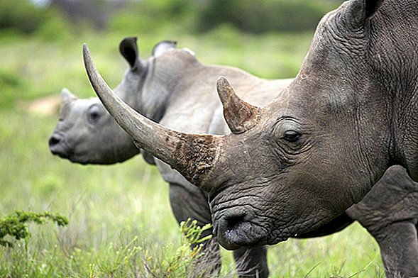 Presas de elefante ou chifres de rinoceronte crescem novamente?