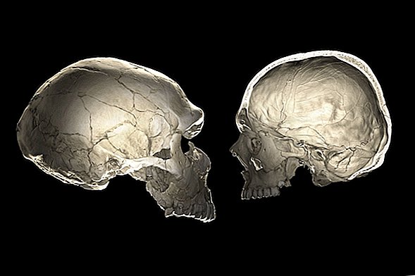 Purtați ADN de neanderthal? Forma craniului tău poate spune.