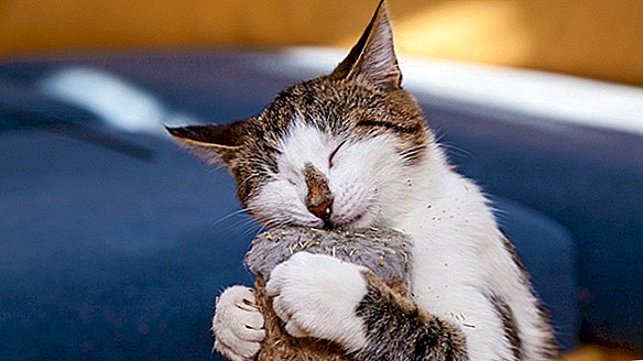 Maakt Catnip katten echt 'high'?