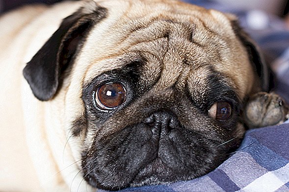 Hundar utvecklade sorgliga ögon för att manipulera sina mänskliga följeslagare, föreslår studie