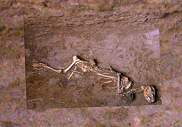 Les chiens sacrifiés par la dynastie Shang n'étaient que des chiots. Certains étaient même enterrés vivants.