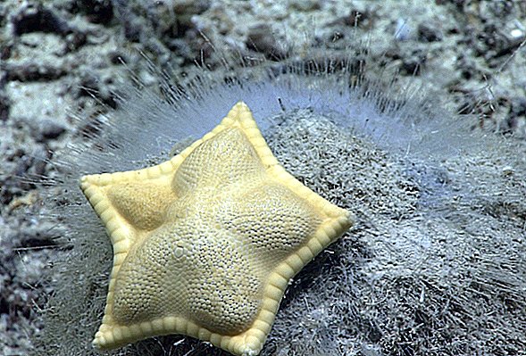 No se confunda si esta estrella de mar le hace agua la boca