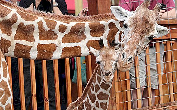 Feito com bebês: abril, a girafa famosa na Internet está iniciando o controle de natalidade