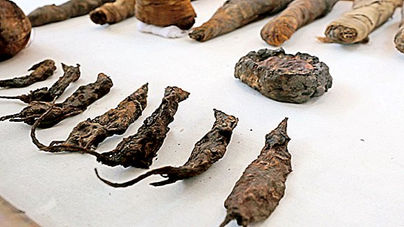 Dezenas de ratos e pássaros mumificados encontrados no antigo túmulo egípcio