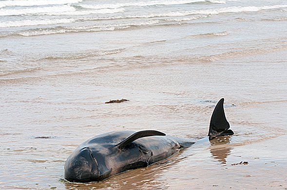 Dezenas de baleias-piloto foram lavadas na praia de Georgia e os banhistas vieram em socorro