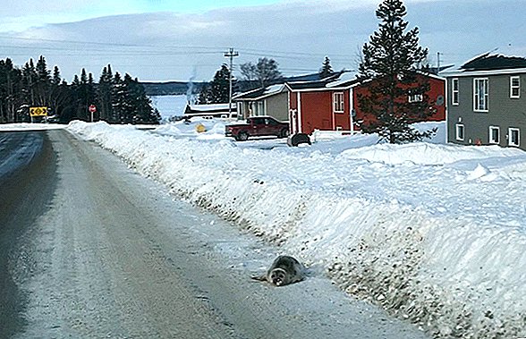 Dziesiątki fok pojawiają się na Icy Streets w Kanadzie. Dlatego.