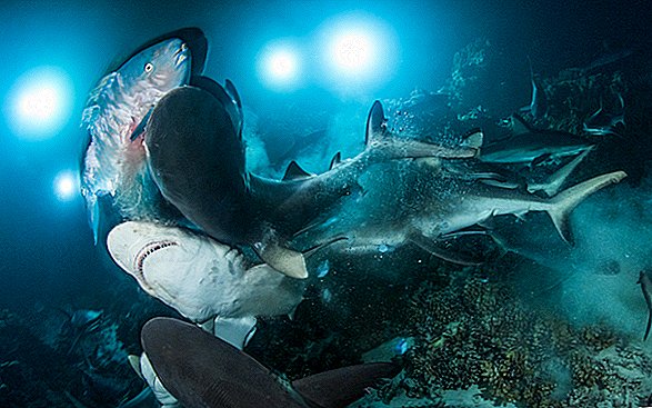 Dramatiškas akimirkos ryklio spaustukas žandikauliais žemyn ant papūgos žuvies, užfiksuotos jaudinančioje nuotraukoje
