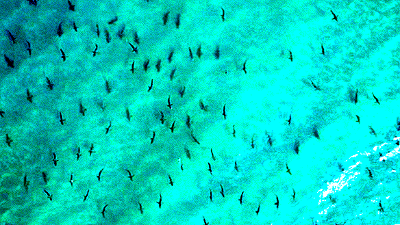 Des tas de requins à pointe noire font leur summum à Long Island pour la première fois