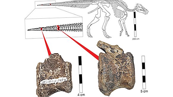 Ekor dinosaurus paruh bebek memiliki tumor yang ditemukan pada anak-anak
