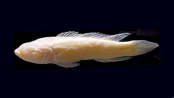 死んだ魚はコンゴが世界で最も深い川であることを明らかにした