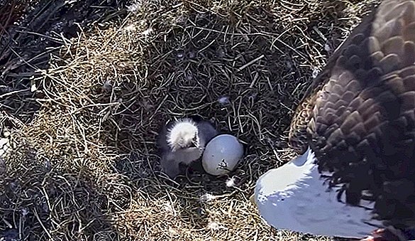 Eagle Cam! Titta på en Baby Eagle Peep och ät i realtid