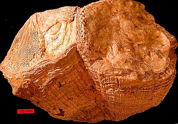 De aarde had kortere dagen toen dinosauriërs leefden, oude schelpen laten zien