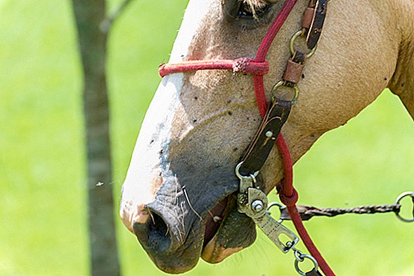 التهاب الدماغ من الخيول الشرقية: الأسباب والأعراض والوقاية