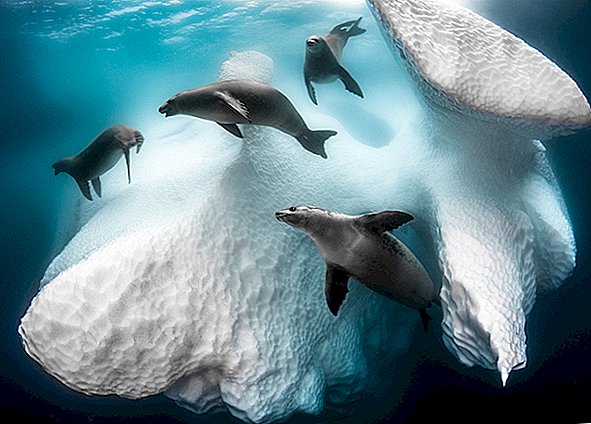 „Baletul” obișnuit de sub icebergul Antarcticii câștigă premiul foto subacvatic