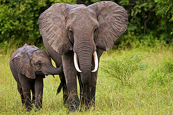 الفيلة: أكبر الحيوانات الحية في الأرض