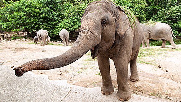 Слонови у Кини напили су се и изгубили у башти