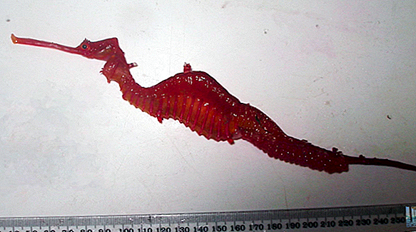 Nieuchwytne Rubinowe Seadragony pokazują się po raz pierwszy w kamerze