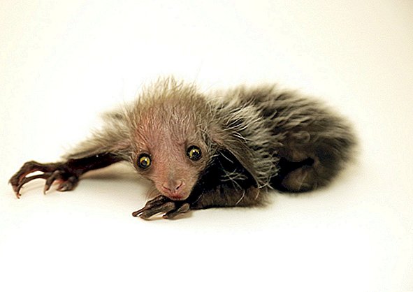 Uhanalainen Lemur-vastasyntynyt on niin ruma, se on söpö