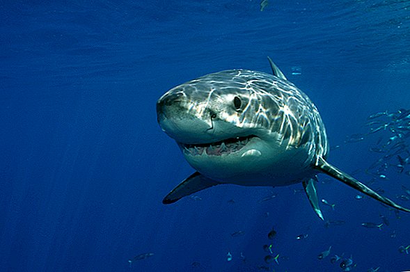 Enorme gran tiburón blanco preñado con 14 cachorros fue capturado y vendido en Taiwán