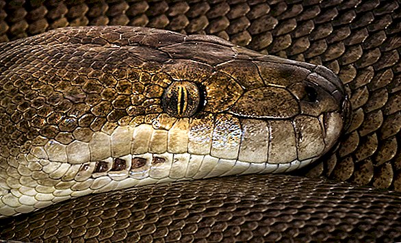 Enorme Python schluckt, erbricht noch größere Python