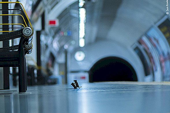 Episk strid mellan två tunnelbanemöss tar människors valpris vid vilda fotografitävlingar