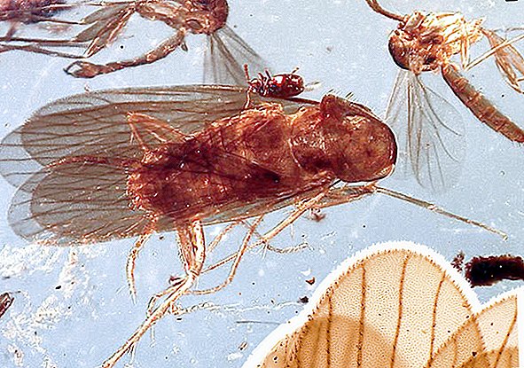 'Exquise' kakkerlakken uit het dinosaurustijdperk ontdekt bewaard in barnsteen