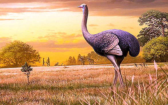 Extinto 'Super-avestruz' de 11 pés era tão maciço quanto um urso polar