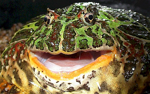 Soyu Tükenmiş Büyük Ağız Kurbağaları Dinos'ta Dined
