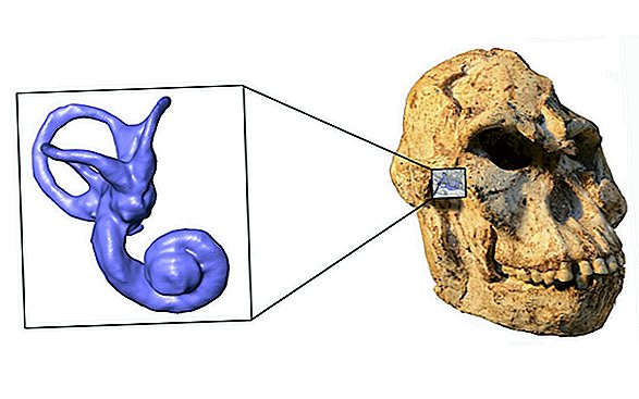 Вимерлий людський родич із "чудотворних" розкопок перемістився як шимпанзе