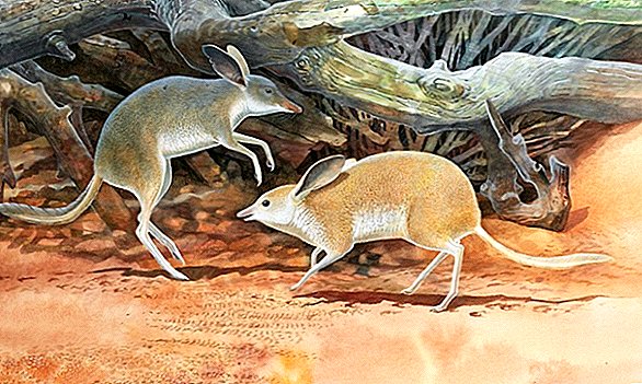 絶滅した「ブタの足のバンディクー」は奇妙な小さな馬のようにオーストラリア中を駆け回る