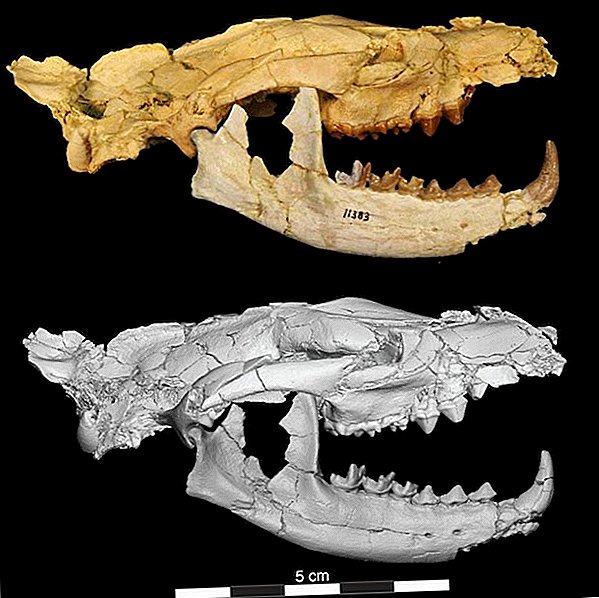 Carnívoro Toothy extinto nomeado após o deus egípcio do submundo