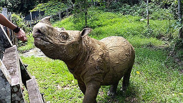 يلوح الانقراض كما يموت آخر ذكر من حيوان وحيد القرن سومطرة في ماليزيا