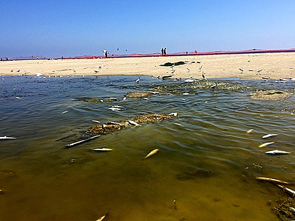 Calor extremo provavelmente cozinhou 2.000 peixes até a morte na lagoa de Malibu